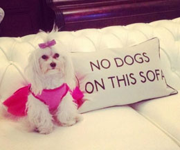 dog boarding services